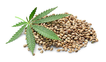 Marijuana seed purchase, CBD and cannabis, Flavor fix options, Seed buying guide HD wallpaper