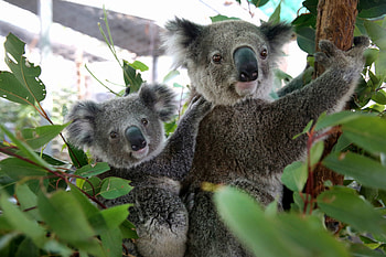 Koala Hospital Port Macquarie, Koalas HD wallpaper