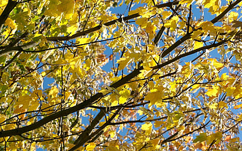 Nature, Autumn, Leaves, Wood, Tree, Branches, Maple HD wallpaper
