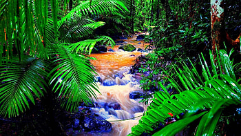 Brazil Rainforest HD wallpaper