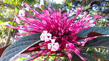 Fireworks flower, gorgeous, beautiful, flowers, red HD wallpaper