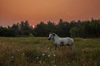 Wild horse at sunset, horse, beautiful, field, sunset HD wallpaper