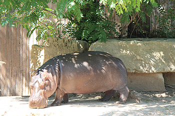 Hippo, nature, zoo, tree HD wallpaper