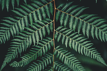 Plant, Macro, Fern, Sheet, Leaf, Carved, Branch HD wallpaper