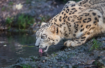 Animals, Snow Leopard, Leopard, Predator, Wild Cat, Wildcat, Irbis HD wallpaper
