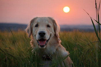 Dog, sweet, animal, dogs, cute, beautiful, puppys, puppy, pretty, animals, lovely HD wallpaper