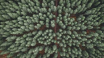 Nature, Pine, View From Above, Top, Road, Forest, Tops HD wallpaper