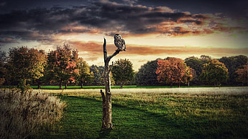 Animals, Grass, Owl, Wood, Sit, Tree HD wallpaper
