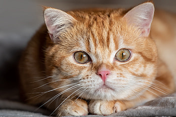 Animal, cat HD wallpaper