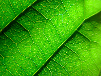 Plant, Macro, Sheet, Leaf, Veins HD wallpaper