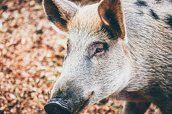Animals, Muzzle, Eyes, Wild Pig HD wallpaper