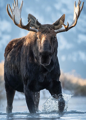 Elk (Animals), Serene solitude, Arctic wilderness, Snow-capped peaks HD phone wallpaper