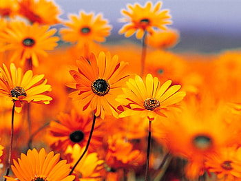 sunflowers, beautiful, lovely HD wallpaper