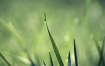 Grass, Drops, Macro, Light, Light Coloured, Dew HD wallpaper