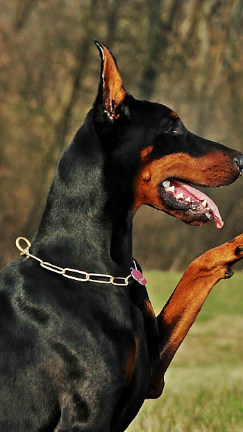 Doberman Dog, Shake Hand, Dog HD phone wallpaper