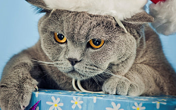 Cat, kitten, sweet, kitty, cats, cute, beautiful, paws, sleeping, beauty, cat face, pretty, animals, face, lovely, hat HD wallpaper