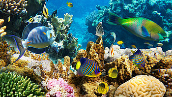 Fishes, Great Barrier Reef HD wallpaper