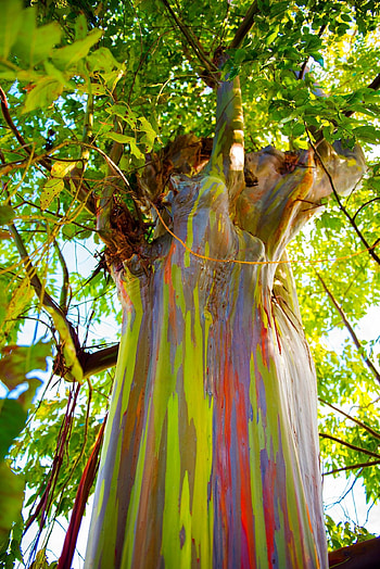 Rainbow eucalyptus, Trees for sale, Growing guide HD phone wallpaper