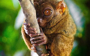 Animals, Big Eyes, Tarsier, Genus Of Primates HD wallpaper