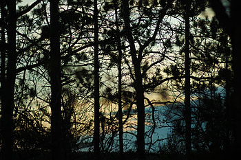 Trees, Dark, Blur, Smooth, Branches, Shadows HD wallpaper