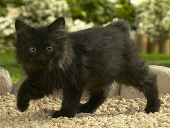 Animals, Sand, Dark, Fluffy, Kitty, Kitten HD wallpaper
