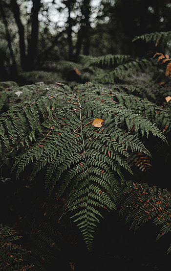 Nature, Leaves, Plant, Fern HD phone wallpaper