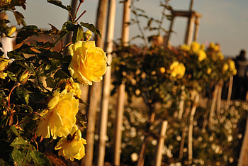 Flowers, Roses, Summer, Glare, Fence HD wallpaper