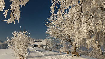 Winter, roe, alleys, nice, fence, snow, trees, care, snowy, house, cold, girl, tree, pretty, light, deer, cottage, lovely, home, ice, countryside, kindness, snowflakes, holiday, warmth, yard, painting, new year, frost, magic, frozen, mood, beautiful, meet, little, park, cabin, christmas, sky, forest, village HD wallpaper