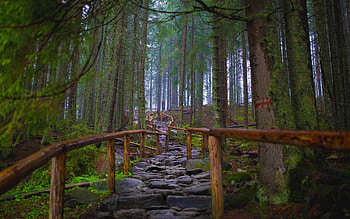 National park, Poland, Historical heritage, Immersive experience HD wallpaper