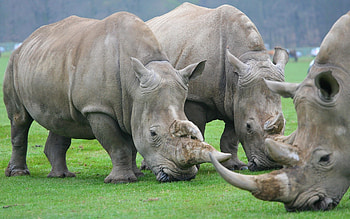 Rhinos, large, three, animals HD wallpaper