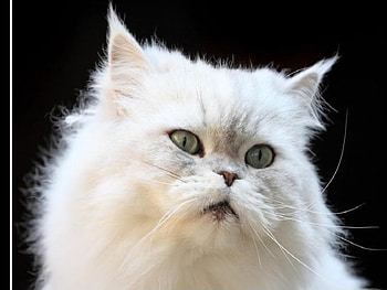Persian Cat, cat, persian HD wallpaper