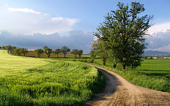 Path in Italy, path, trees, fields, Italy, road HD wallpaper