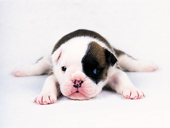 DOG, baby HD wallpaper