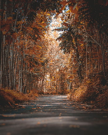 A tranquil scenic paved pathway through an autumn forest with vibrant foliage. HD phone wallpaper