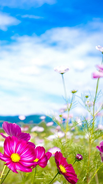 Flower, Blue Sky, Flower Garden HD phone wallpaper