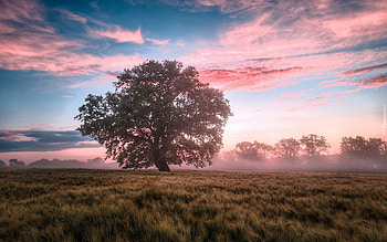Oak at Sunrise, meadow, oak, tree, mist, clouds, sunrise HD wallpaper