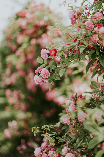 Flowers, Pink, Bush, Plant, Bloom, Flowering HD phone wallpaper