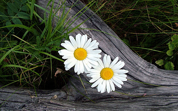 Flowers, Grass, Camomile, Log HD wallpaper