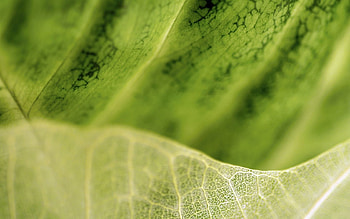 Leaves, Macro, Structure, Veins HD wallpaper