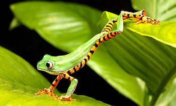 green frog, animals, green, leaf, reptiles, frog HD wallpaper