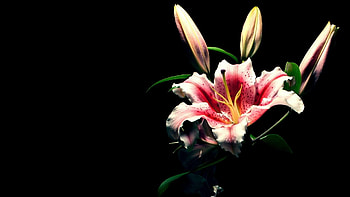 Lily , backgrounds, Stunning , Best HD wallpaper