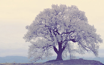Nature, Rivers, Wood, Tree, Fog, Frost, Hoarfrost HD wallpaper