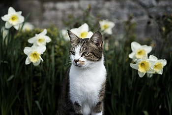 Animals, Flowers, Cat, Pet, Sight, Opinion, Animal HD wallpaper