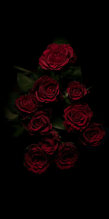 garden roses, red, rose, flower, floribunda, rose family, . Flowers black background, Rose , Red roses, Aesthetic Black and Red Rose HD phone wallpaper