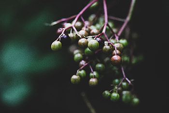 Fruit, berries, portrait, close up HD wallpaper