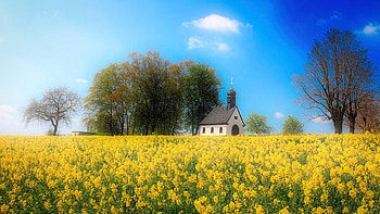 The Little Chapel, rape, yellow, blossoms, clouds, trees, sky HD wallpaper