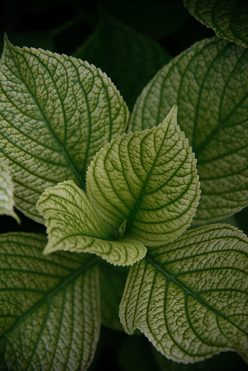 Leaves, Plant, Macro, Veins HD phone wallpaper