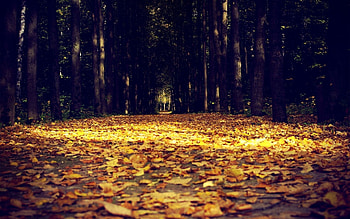 Nature, Autumn, Leaves, Alley, Darkness HD wallpaper
