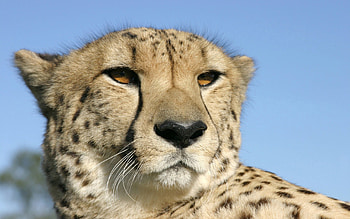 Animals, Cheetah, Muzzle, Spotty, Spotted, Color HD wallpaper