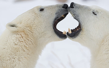 Animals, Couple, Pair, Playful, Anger, Polar Bears HD wallpaper